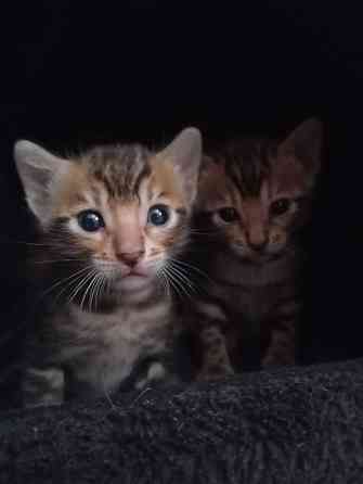 Bengal Kitten Ludwigshafen am Rhein