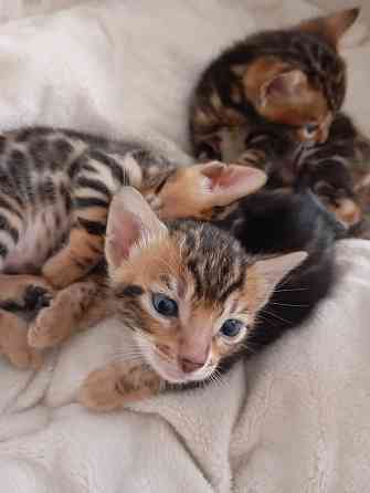 Bengal Kitten Людвигсхафен-на-Рейне