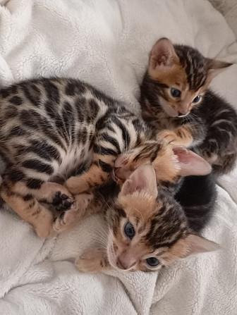 Bengal Kitten Ludwigshafen am Rhein - изображение 2