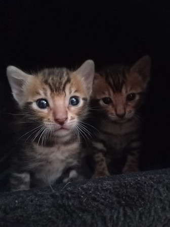 Bengal Kitten Ludwigshafen am Rhein - photo 1