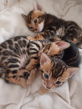 Bengal Kitten Ludwigshafen am Rhein - изображение 5