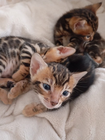 Bengal Kitten Людвигсхафен-на-Рейне - изображение 4