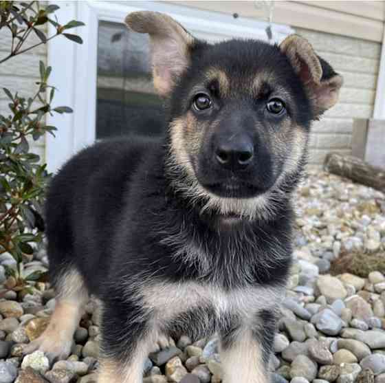 Deutsche Schäferhundwelpen brauchen ein neues Zuhause. Берлин