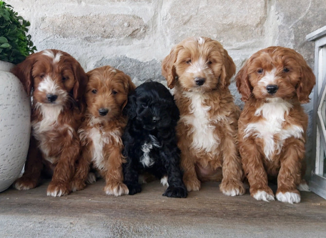 ​​Cavapoo-Welpen zu verkaufen Hübsche Hunde und Mädchen zu verkaufen Hamburg - изображение 1