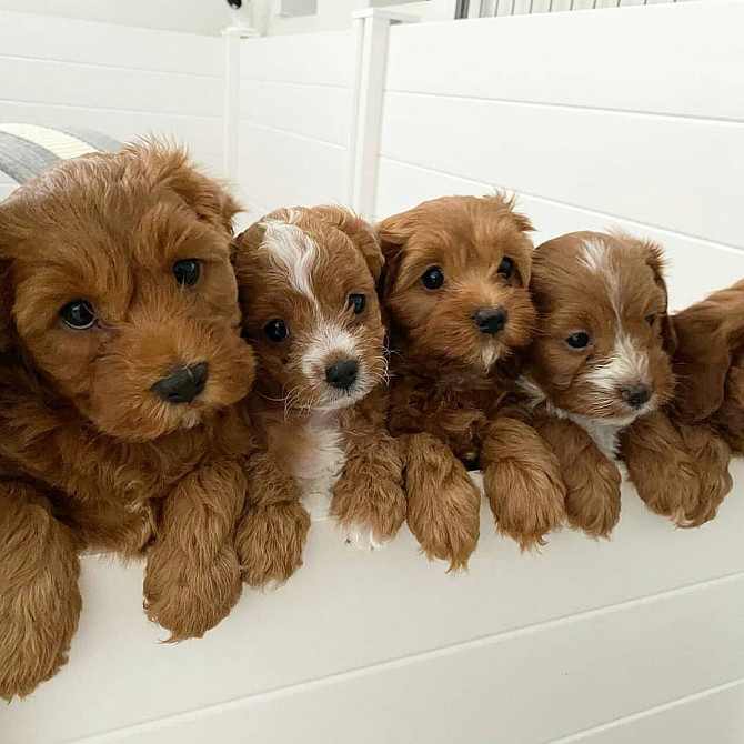 ​​Cavapoo-Welpen zu verkaufen Hübsche Hunde und Mädchen zu verkaufen Hamburg - изображение 2