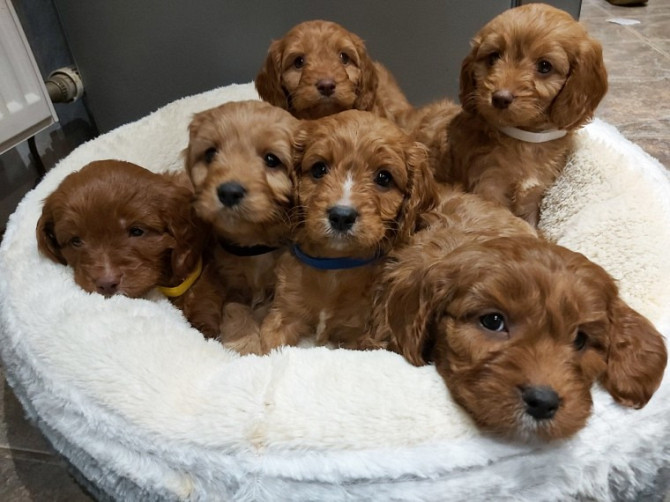 ​​Cavapoo-Welpen zu verkaufen Hübsche Hunde und Mädchen zu verkaufen Hamburg - изображение 3