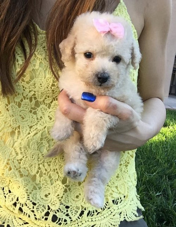 Goldendoodle-Welpen Welpen zu verkaufen Hübsche Hunde und Mädchen zu verkaufen Saarbruecken - photo 1