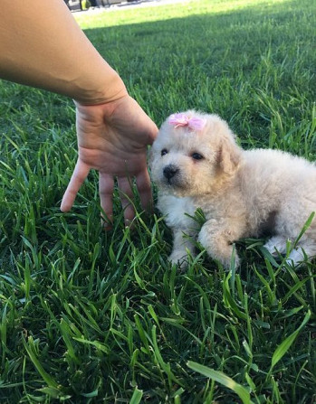 Goldendoodle-Welpen Welpen zu verkaufen Hübsche Hunde und Mädchen zu verkaufen Саарбрюккен - изображение 3