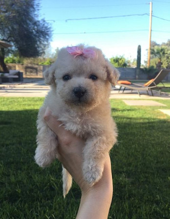 Goldendoodle-Welpen Welpen zu verkaufen Hübsche Hunde und Mädchen zu verkaufen Saarbruecken - photo 4