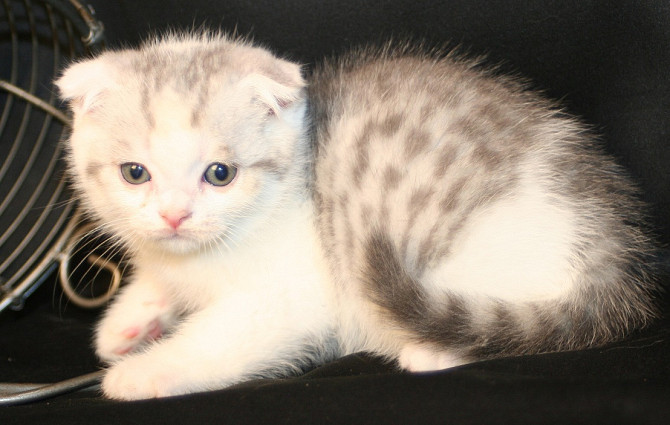 Micky Scottish Katze zu verkaufen Hübsche Kater und Katzen zu verkaufen, Saarbruecken - photo 2