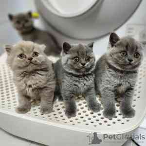 British Shorthair kittens Dresden