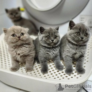 British Shorthair kittens Dresden - изображение 1