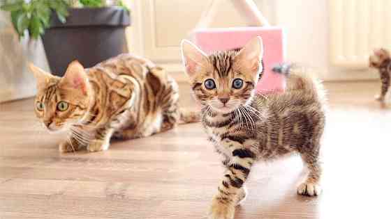 Champion Bengal Kitten Kätzchen Stuttgart