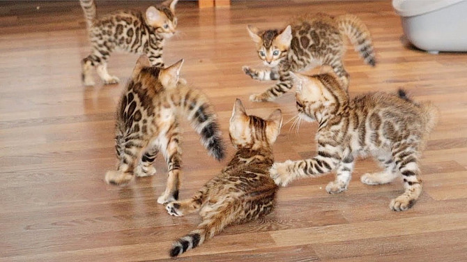 Hervorragende Qualitätsausstellungsklasse Bengal Kitten Ганновер - изображение 1