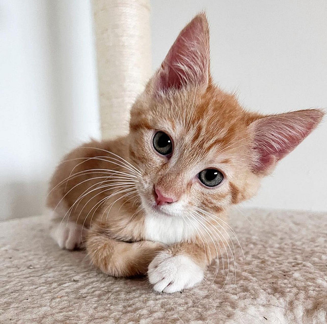 Maine coon kittens for adoption Hamburg - photo 2