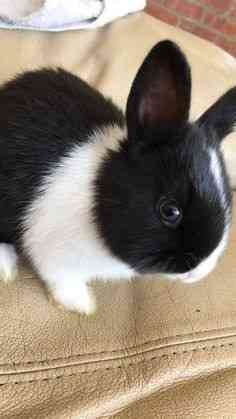 Mini Lop x Mini Rec in Gosport zur Adoption freigegeben Потсдам