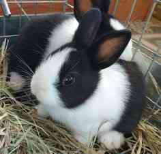 Mini Lop x Mini Rec in Gosport zur Adoption freigegeben Potsdam