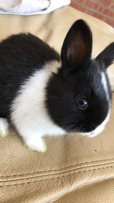 Mini Lop x Mini Rec in Gosport zur Adoption freigegeben Потсдам - изображение 2