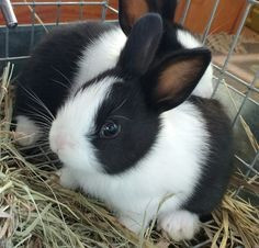 Mini Lop x Mini Rec in Gosport zur Adoption freigegeben Потсдам - изображение 1