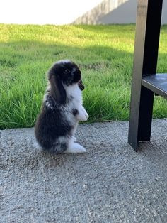 Mini Lop-Welpen können reserviert werden Гамбург - изображение 2