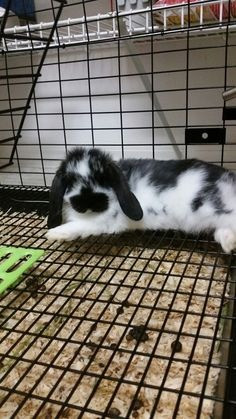 Mini Lop-Welpen können reserviert werden Hamburg - изображение 1