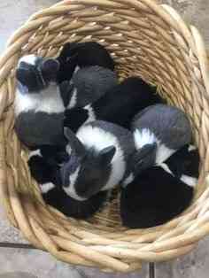 Mini Lop Babies bereit, bereit für die ACDOption zu reservieren. Wiesbaden