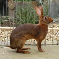 Belgischer Hare Bucksrabbit bereit für die ACDOption. Erfurt - photo 2