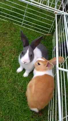 Bunny auf der Suche nach seinem Zuhause für immer Потсдам