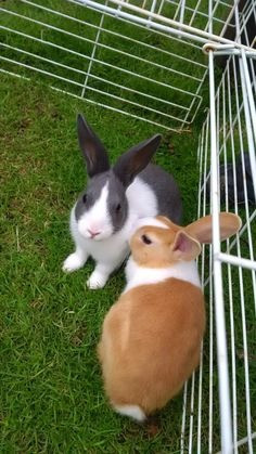 Bunny auf der Suche nach seinem Zuhause für immer Potsdam - photo 1