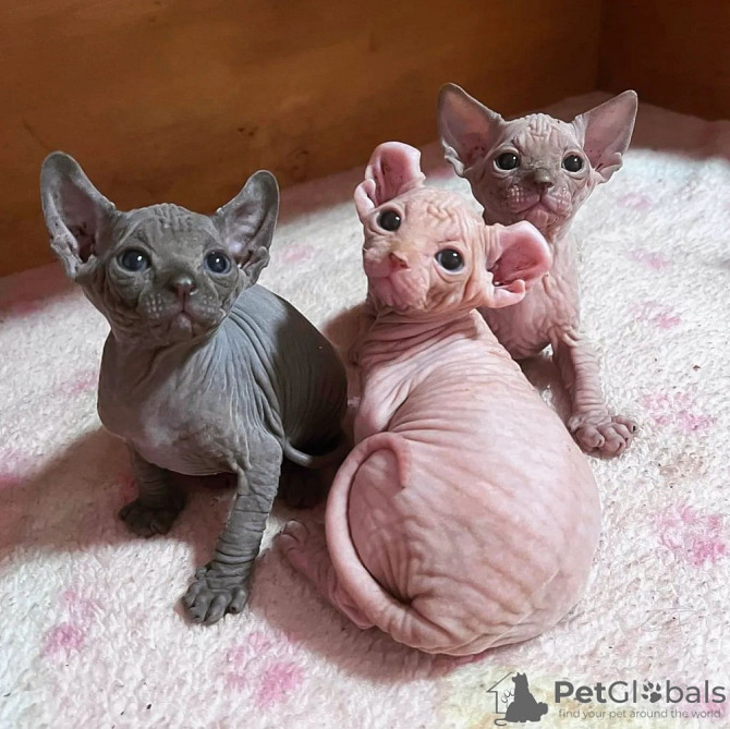 Sphynx kittens Гамбург - изображение 1