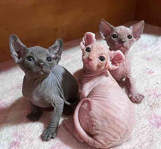 Sphynx kittens Шверин