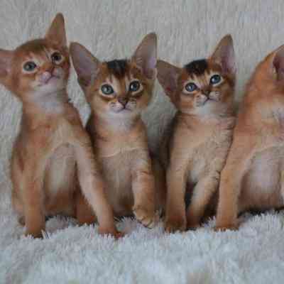 Abyssinian kittens Вісбаден