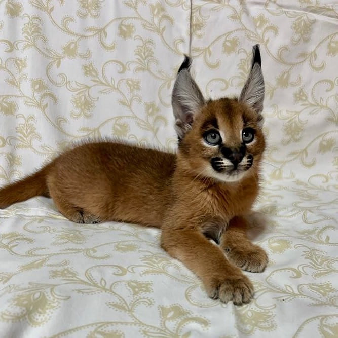 Caracal Kittens Berlin - photo 1