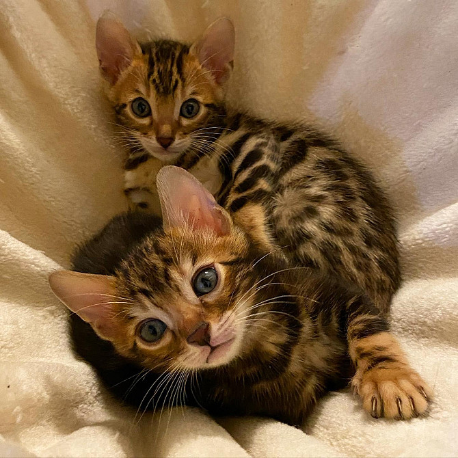 Bengal Kittens Берлин - изображение 1