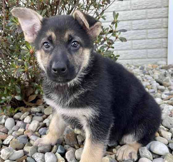 WUNDERSCHÖNER DEUTSCHER SCHÄFERHUND Берлин