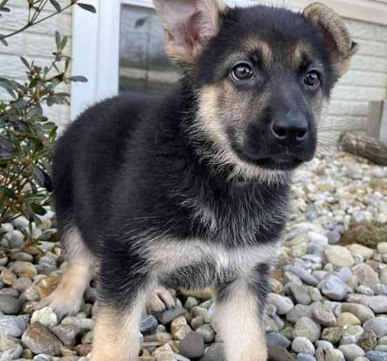 WUNDERSCHÖNER DEUTSCHER SCHÄFERHUND Berlin