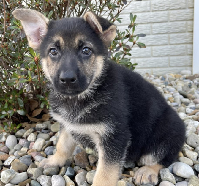 WUNDERSCHÖNER DEUTSCHER SCHÄFERHUND Берлин - изображение 1