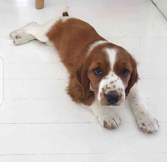 Welsh Springer Spaniel Welpen Берлин