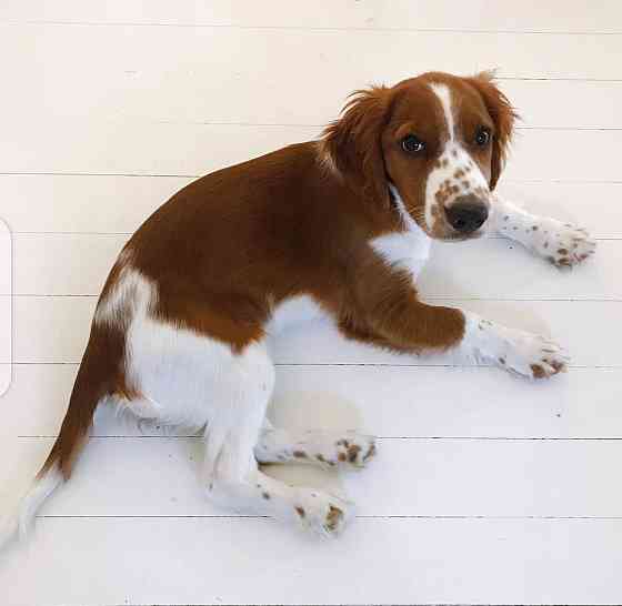 Welsh Springer Spaniel Welpen Берлін