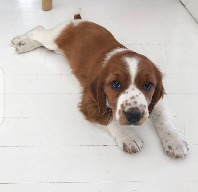 Welsh Springer Spaniel Welpen Berlin - photo 2