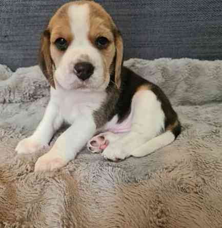 Beagle-Welpen Berlin