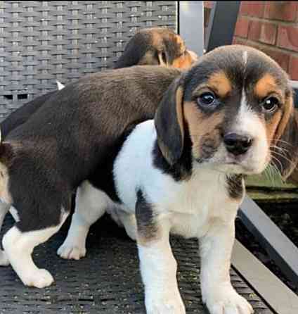 Beagle-Welpen Berlin