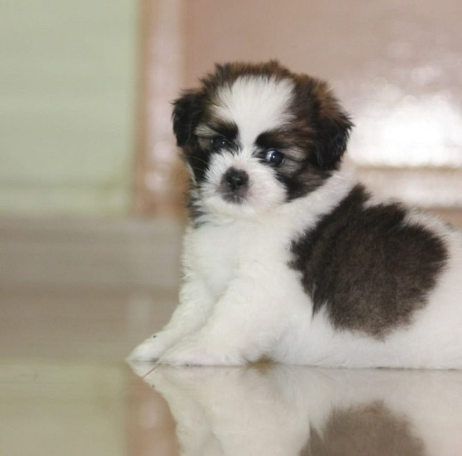 Shih Tzu Welpen verfügbar Berlin - photo 1