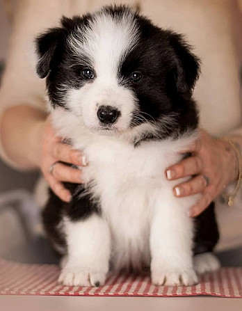 Border Collie-Welpen sind bereit für ihr neues Zuhause Берлин - изображение 2