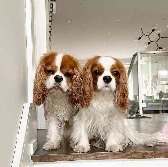 Cavalier King Charles Spaniel Welpen Берлін