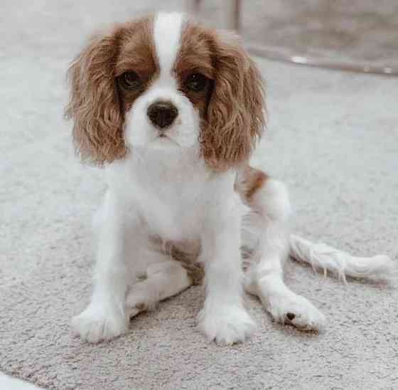 Cavalier King Charles Spaniel Welpen Berlin