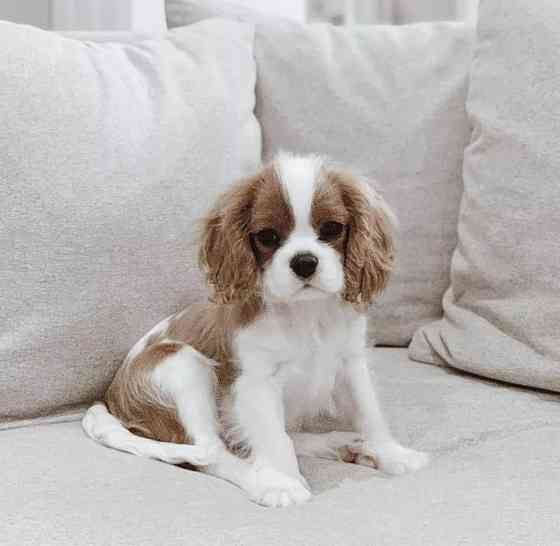 Cavalier King Charles Spaniel Welpen Берлин