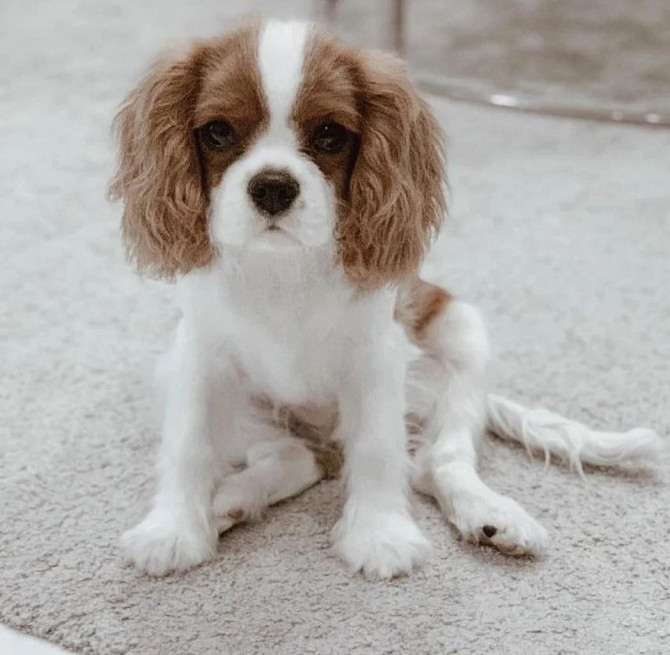 Cavalier King Charles Spaniel Welpen Берлин - изображение 3