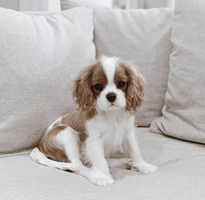 Cavalier King Charles Spaniel Welpen Берлін - изображение 2