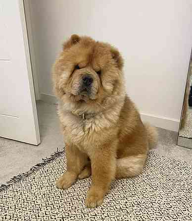 Chow-Chow-Welpen. Berlin